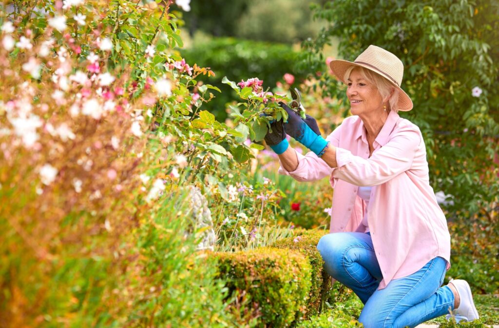 An older adult kneeling over to trim a plant while gardening to help stay active.